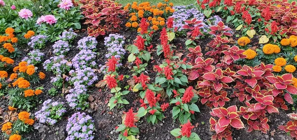 Vivid Color Flower Background Spring Flowers — Stock Photo, Image