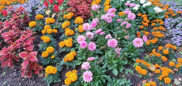 鮮やかな色の花の背景 春の花 — ストック写真