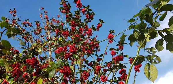 Background Red Berries Green Leaves Blue Sky White Clouds — Stock Photo, Image