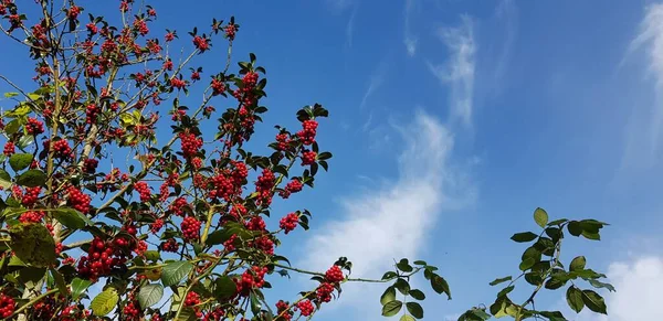 Fondo Bayas Rojas Hojas Verdes Con Cielo Azul Nubes Blancas — Foto de Stock