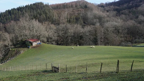 Schapen Het Groene Gras Van Een Weiland Bergen Van Het — Stockfoto