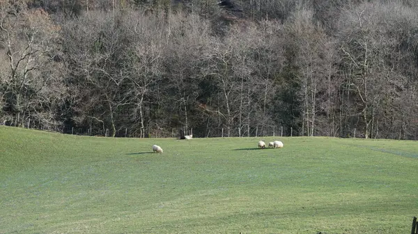 Ovelha Grama Verde Prado Nas Montanhas País Basco — Fotografia de Stock