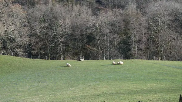 Oveja Sobre Hierba Verde Prado Las Montañas Del País Vasco —  Fotos de Stock