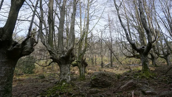 Beech Forest Mount Adarra Basque Country — Stock Photo, Image