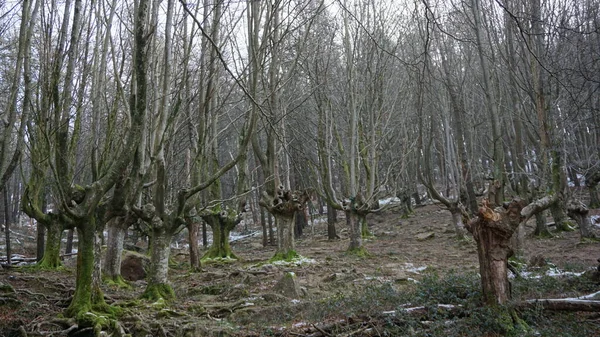 Buchenwald Auf Dem Berg Adarra Baskenland — Stockfoto