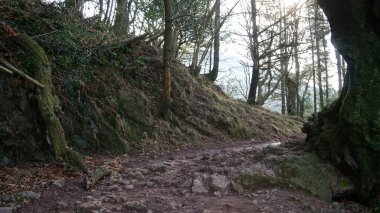 Bask bölgesindeki Adarra Dağı 'ndaki ağaçların manzarası.