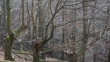 Bask bölgesindeki Adarra Dağı 'ndaki ağaçların manzarası.