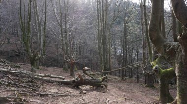 Bask bölgesindeki Adarra Dağı 'ndaki ağaçların manzarası.