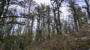 Bask bölgesindeki Adarra Dağı 'ndaki ağaçların manzarası.