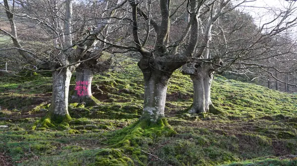 Landscape Forest Trees Mount Adarra Basque Country — Stock Photo, Image