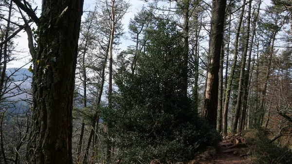 バスク地方のアダラ山の木々の森の風景 — ストック写真