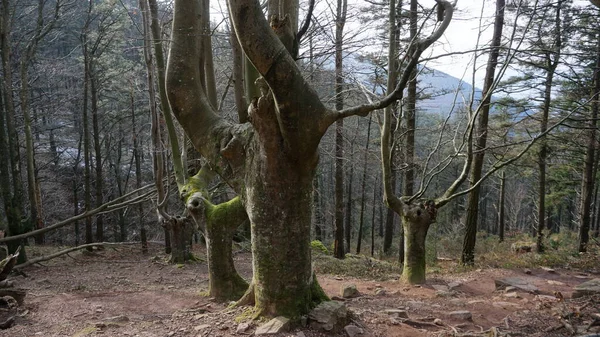 Krajina Lesa Stromů Hoře Adarra Baskicku — Stock fotografie