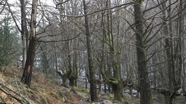 Táj Erdő Fák Mount Adarra Baszk Országban — Stock Fotó
