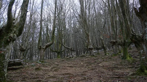 Landschap Van Bomenbos Berg Adarra Baskenland — Stockfoto