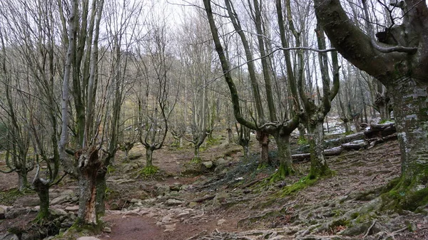 Landscape Forest Trees Mount Adarra Basque Country — Stock Photo, Image