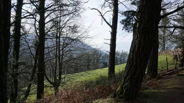 Waldlandschaft Auf Dem Berg Adarra Baskenland — Stockfoto