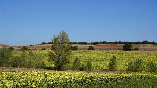 Paisagem Campo Girassol Burgos Castilla Leon Espanha — Fotografia de Stock