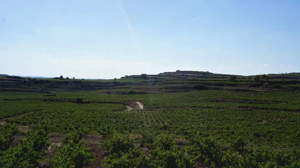 Tájkép Szőlőültetvények Szőlőültetvények Hogy Bort Rioja Alavesa Baszkföldön Spanyolország — Stock Fotó
