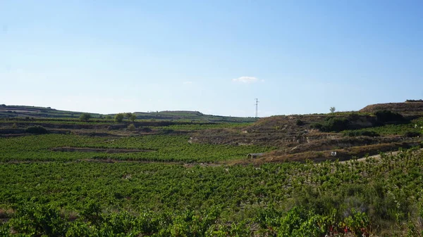 Ландшафт Виноградників Виноградників Виготовлення Вина Ріоха Алавеса Країна Басків Іспанія — стокове фото