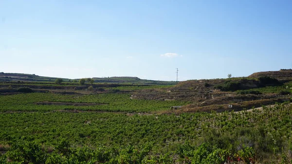 Paisaje Viñedos Viñedos Para Elaborar Vino Rioja Alavesa País Vasco —  Fotos de Stock