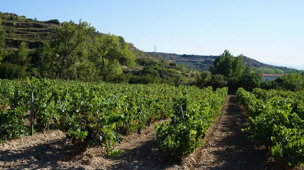 Landschap Van Wijngaarden Wijngaarden Wijn Maken Rioja Alavesa Baskenland Spanje — Stockfoto
