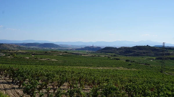 Tájkép Szőlőültetvények Szőlőültetvények Hogy Bort Rioja Alavesa Baszkföldön Spanyolország — Stock Fotó