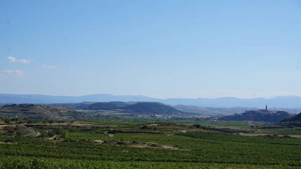 Paisagem Vinhas Vinhas Para Fazer Vinho Rioja Alavesa País Basco — Fotografia de Stock