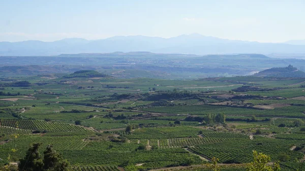 Spanya Nın Bask Bölgesi Nde Rioja Alavesa Şarap Yapmak Için — Stok fotoğraf