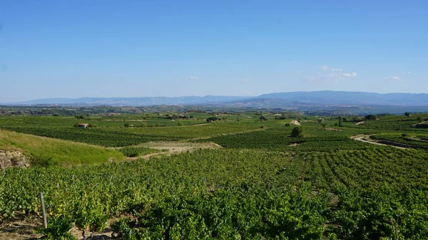 Landschaft Von Weinbergen Und Weinbergen Zur Herstellung Von Wein Rioja — Stockfoto