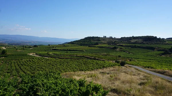 Paisaje Viñedos Viñedos Para Elaborar Vino Rioja Alavesa País Vasco —  Fotos de Stock