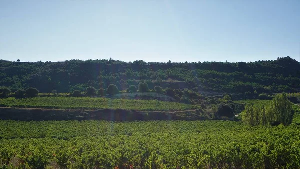 Landscape Vineyards Vineyards Make Wine Rioja Alavesa Basque Country Spain — Stock Photo, Image