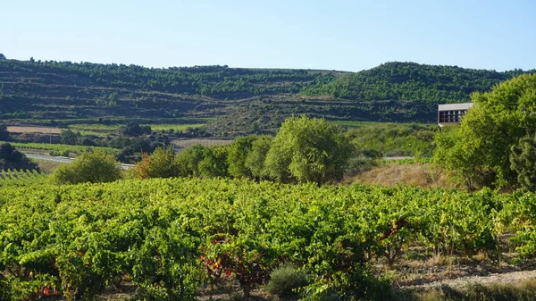 Spanya Nın Bask Bölgesi Nde Rioja Alavesa Şarap Yapmak Için — Stok fotoğraf