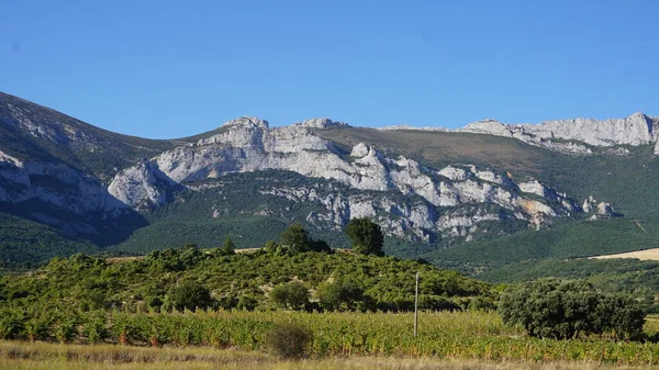 Paisaje Viñedos Viñedos Para Elaborar Vino Rioja Alavesa País Vasco —  Fotos de Stock