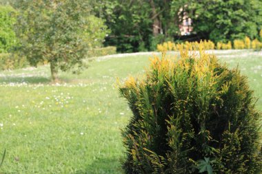 Yeşil çimenli bir bahçede dekoratif çalı