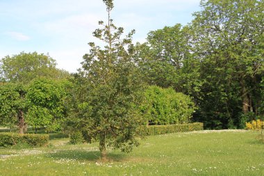 Bahçedeki yeşil çimenli güzel kutsal ağaç