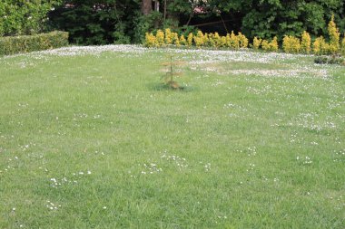 Sarı çalılarla çevrili bir bahçede yeşil çimenler ve beyaz papatyalar.