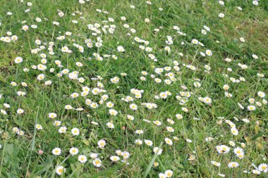 Baharda Bask Bölgesi 'nde bir bahçede yeşil çimlerin üzerinde beyaz papatyalar.