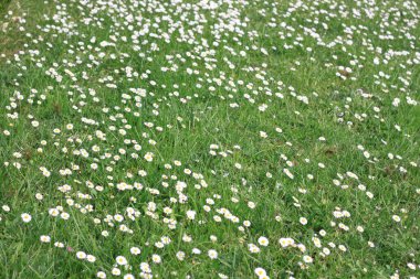 Baharda Bask Bölgesi 'nde bir bahçede yeşil çimlerin üzerinde beyaz papatyalar.