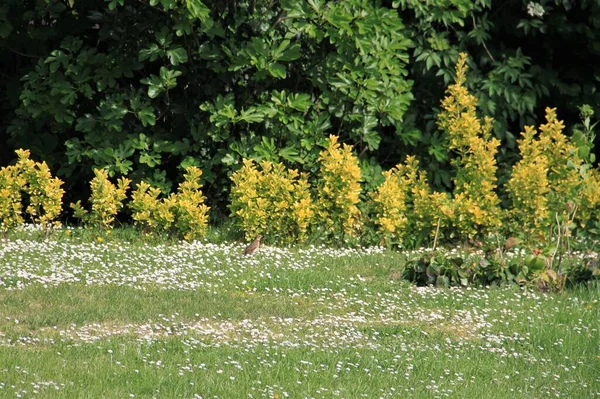 Malviz Oder Drossel Auf Nahrungssuche Grünen Gras Eines Gartens — Stockfoto