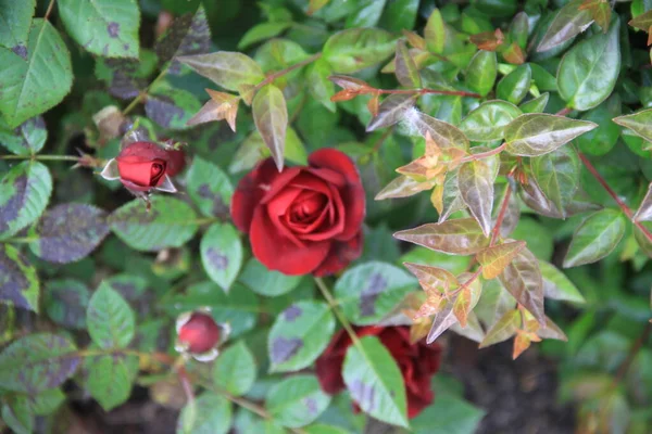 Zbliżenie Kwiatu Róży Ogrodzie Rozmytym Tłem — Zdjęcie stockowe