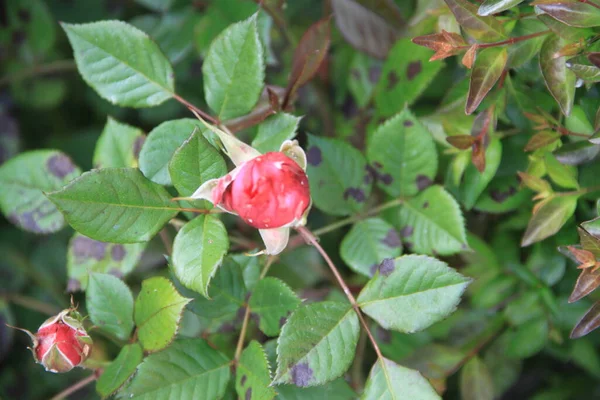 Gros Plan Fleur Rose Dans Jardin Avec Fond Flou — Photo