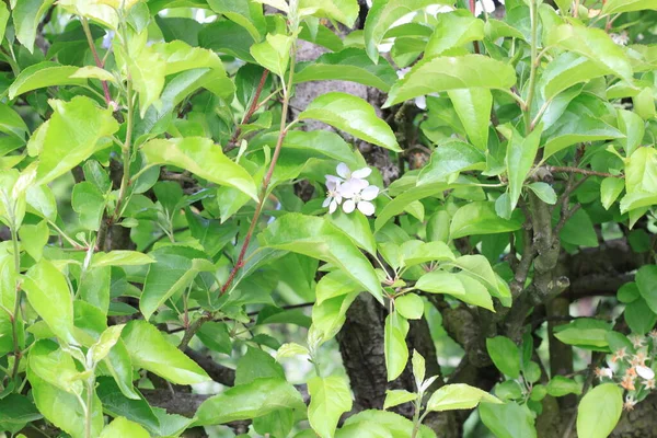 Perenbomen Bloei Het Voorjaar — Stockfoto