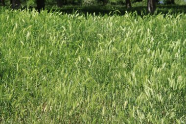 çivili yeşil çimen arka planı