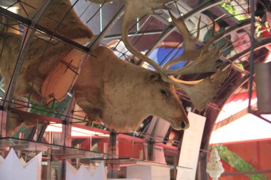 Burgos İspanya, 13 Haziran 2021: İspanya 'nın Burgos kentindeki Landa restoranında doldurulmuş geyik kafası.