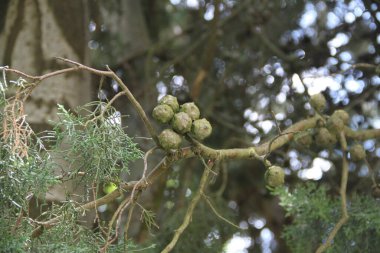 Selvi kozalakları ağaçta fotoğraflandı.