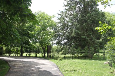Kırsal yol çimlerle ve ağaçlarla çevrili.