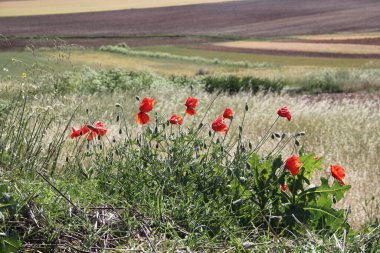 Mısır gevreği tarlasının yanındaki kırmızı gelincikler.