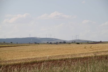 İspanya, Castilla Leon 'da bahar sonunda farklı renklerde tahıl tarlaları