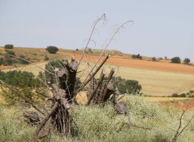 Sarı buğday gevreği tarlasının yanında dallar ve kesikler var.