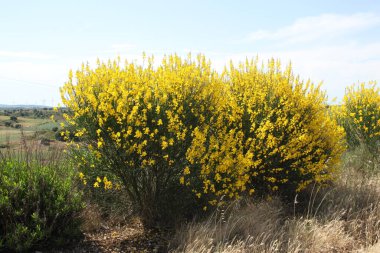Baharda sarı çiçek çalısı